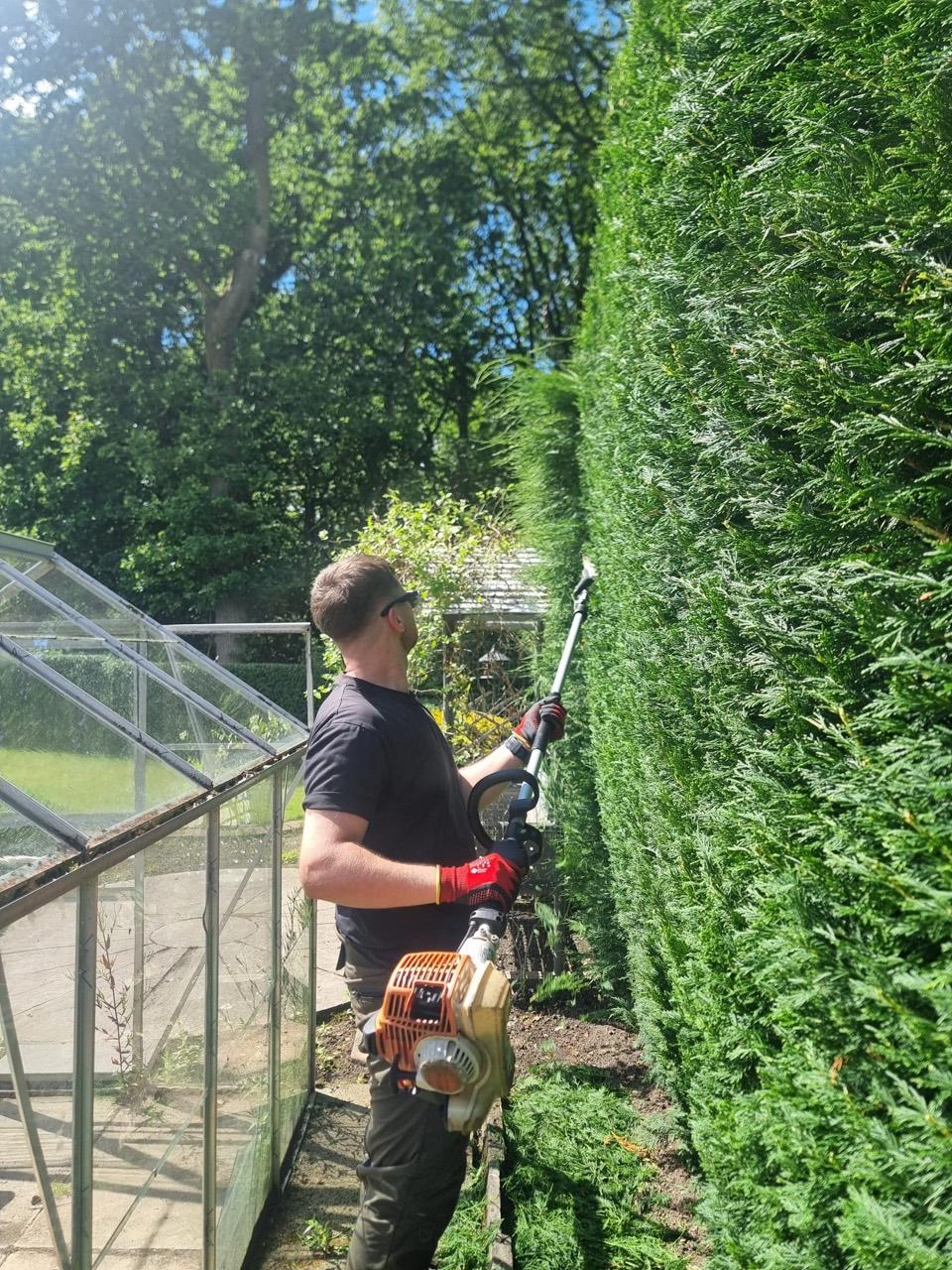 HedgeBros trimming a tall garden hedge